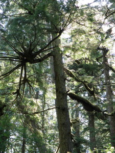 Foresta pluviale temperata, British Columbia (Canada)