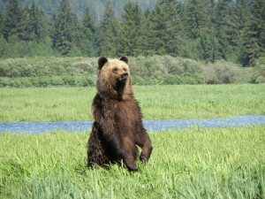 Orso grizzly, Khutzeymateen, British Columbia (Canada)