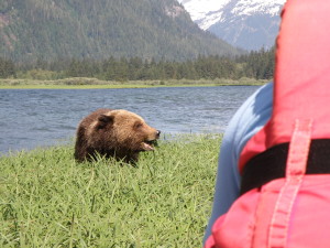 Orso grizzly, Khutzeymateen, Colombia Britannica (Canada)