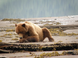 Orso Grizzly, Colombia Britannica (Canada)